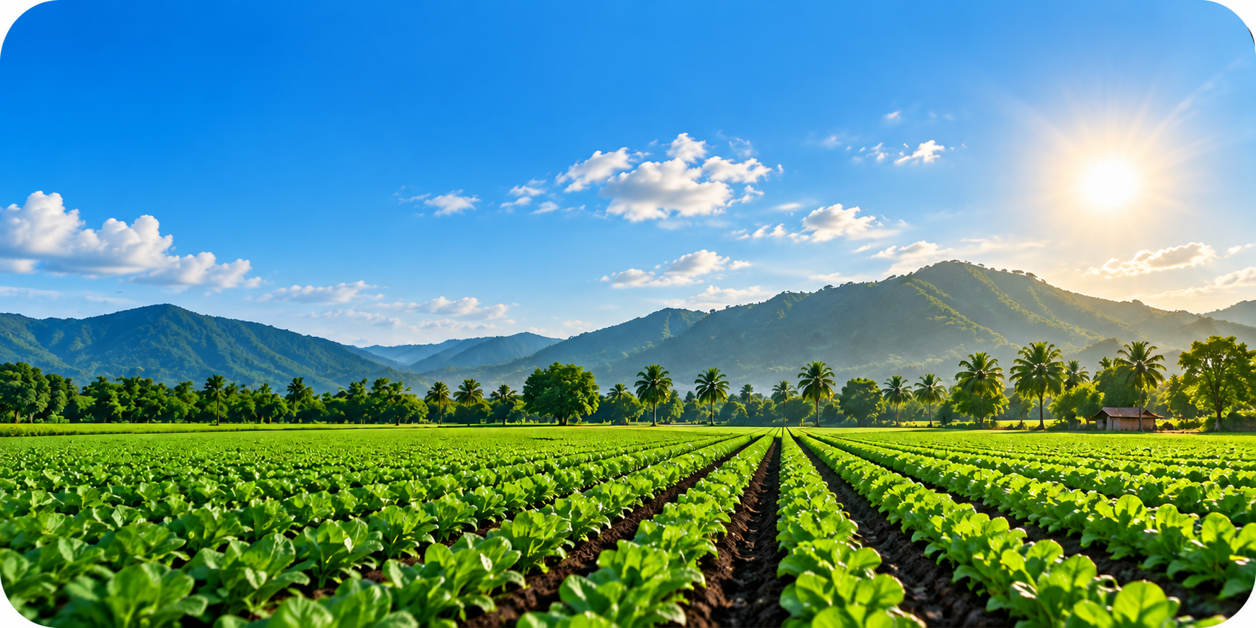 Farm Field